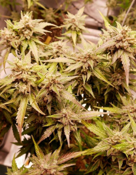Auto Watermelon Og Feminisiert (Gnomes Seeds)-Gnomes Seeds-GnomesGarden