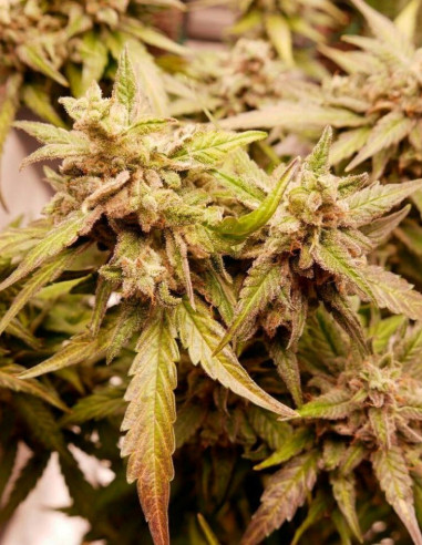 Auto Watermelon Og Feminized (Gnomes Seeds)-Gnomes Seeds-GnomesGarden
