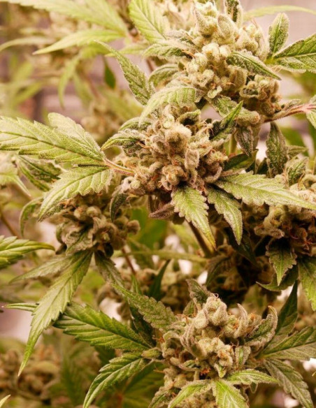 Auto Cherry Alien Feminized (Gnomes Seeds)-Gnomes Seeds-GnomesGarden
