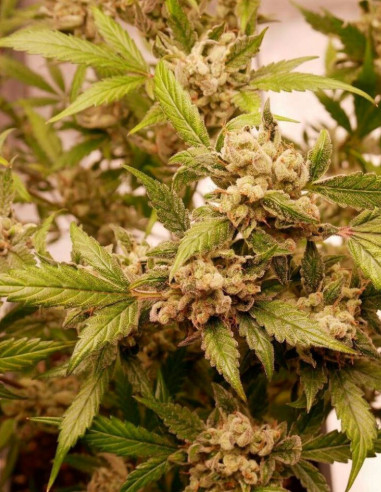 Auto Cherry Alien Feminized (Gnomes Seeds)-Gnomes Seeds-GnomesGarden