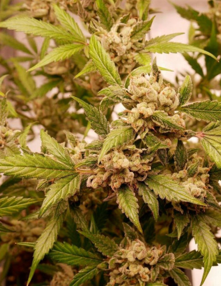 Auto Cherry Alien Feminized (Gnomes Seeds)-Gnomes Seeds-GnomesGarden