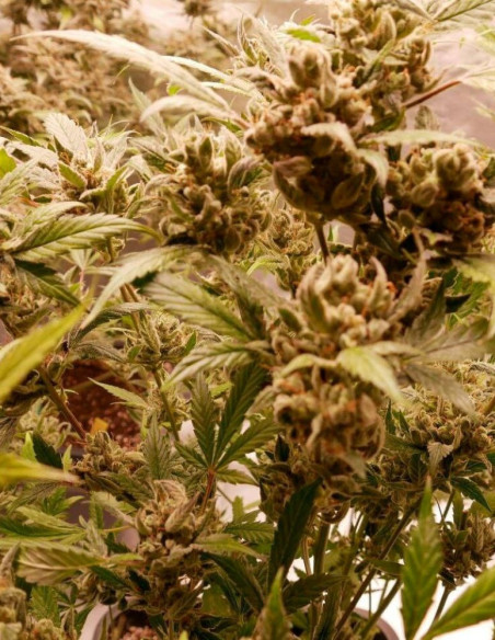 Auto Cherry Alien Feminized (Gnomes Seeds)-Gnomes Seeds-GnomesGarden