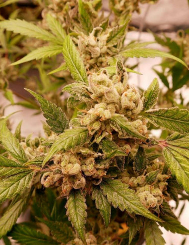 Auto Cherry Alien Feminized (Gnomes Seeds)-Gnomes Seeds-GnomesGarden