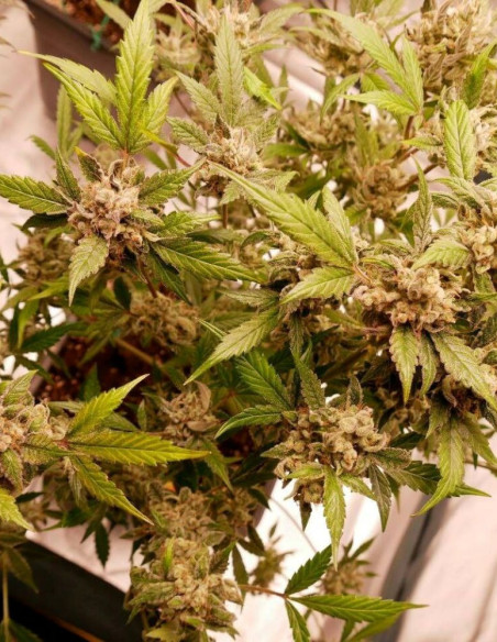 Auto Cherry Alien Feminized (Gnomes Seeds)-Gnomes Seeds-GnomesGarden