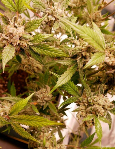 Auto Cherry Alien Feminized (Gnomes Seeds)-Gnomes Seeds-GnomesGarden