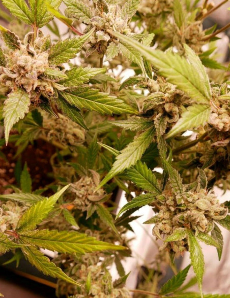 Auto Cherry Alien Feminized (Gnomes Seeds)-Gnomes Seeds-GnomesGarden