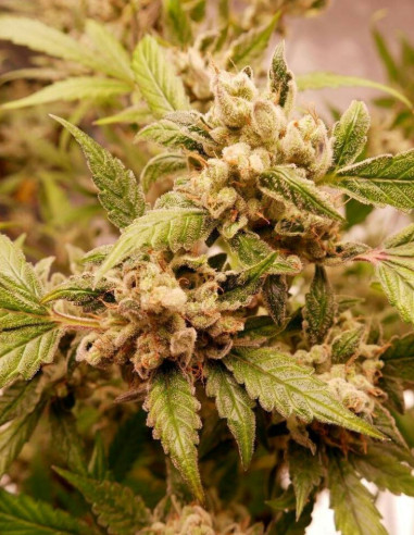 Auto Cherry Alien Feminized (Gnomes Seeds)-Gnomes Seeds-GnomesGarden