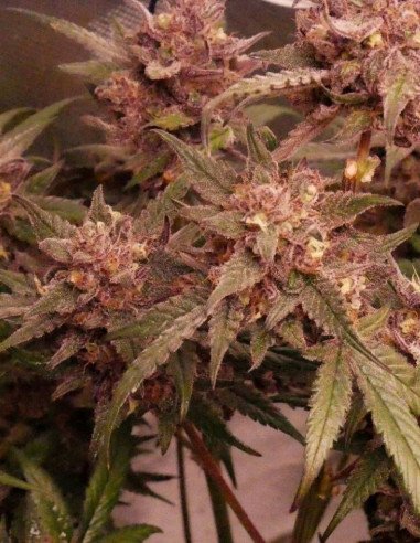 Auto Chocolope Feminizowane (Gnomes Seeds)