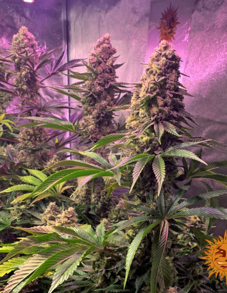 Tropicanna Banana Feminizowane (Barney's Farm)-Barney`s Farm-GnomesGarden