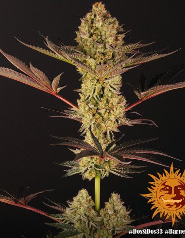 Dos Si Dos 33 Feminised (Barney's Farm)