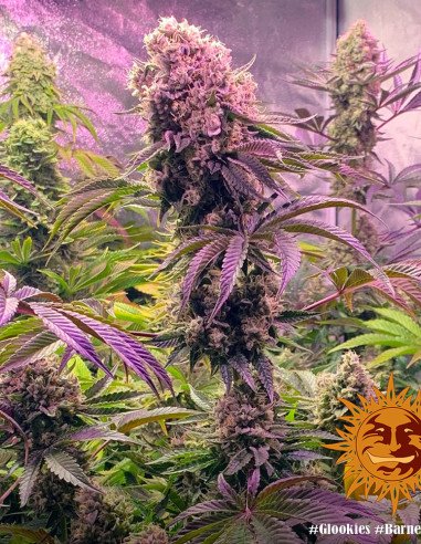 Glookies Feminizowane (Barney's Farm)