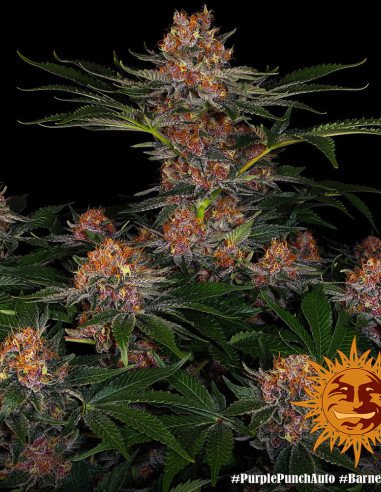 Purple Puch Auto Feminised (Barney's Farm)