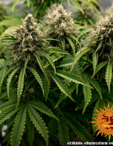 LSD Auto Feminizowane (Barney's Farm)-Barney`s Farm-GnomesGarden