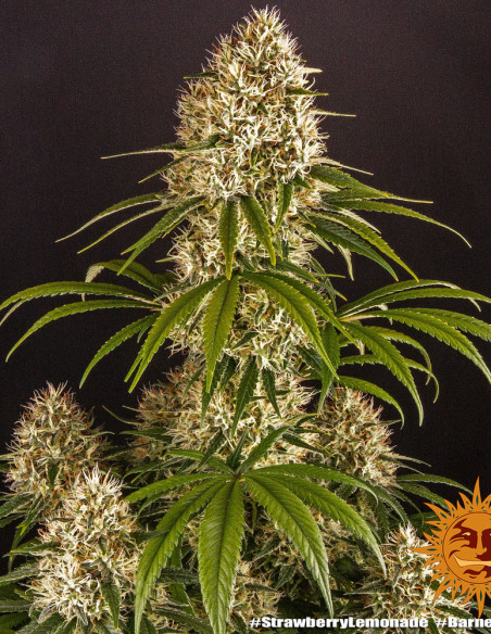 Strawberry Lemonade Feminised (Barney's Farm)-Barney`s Farm-GnomesGarden