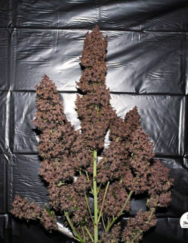Auto C4 Matic Feminized (FastBuds)-FastBuds-GnomesGarden