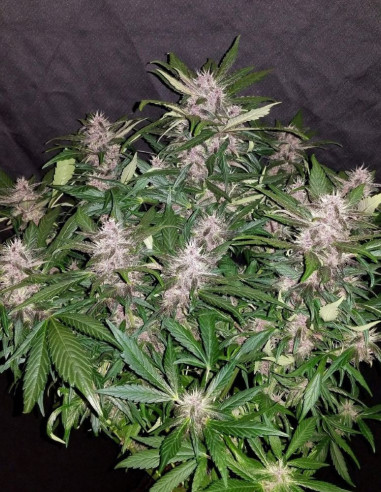 Auto C4 Matic Feminized (FastBuds)-FastBuds-GnomesGarden