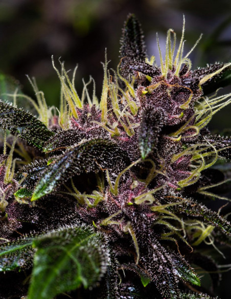 Auto Crystal Meth Feminized (FastBuds)-FastBuds-GnomesGarden