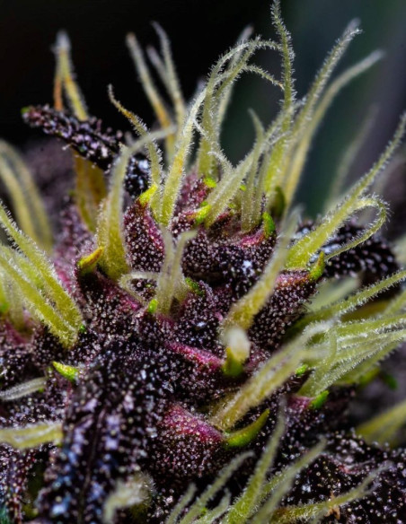 Auto Crystal Meth Feminized (FastBuds)-FastBuds-GnomesGarden