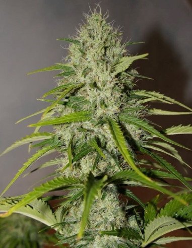 Auto Grapefruit Feminizowane (FastBuds)