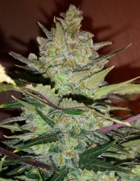 Auto Green Crack Feminized (FastBuds)-FastBuds-GnomesGarden