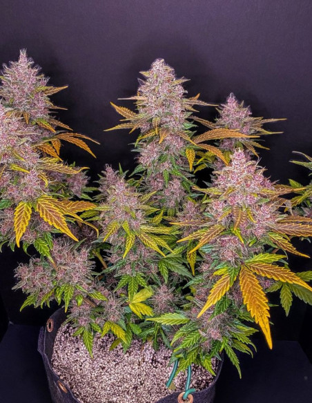 Auto LSD 25 Feminized (FastBuds)-FastBuds-GnomesGarden