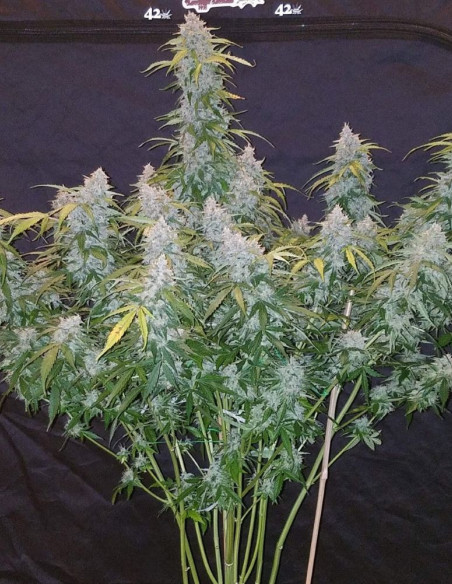 Auto Six Shooter Feminized (FastBuds)-FastBuds-GnomesGarden