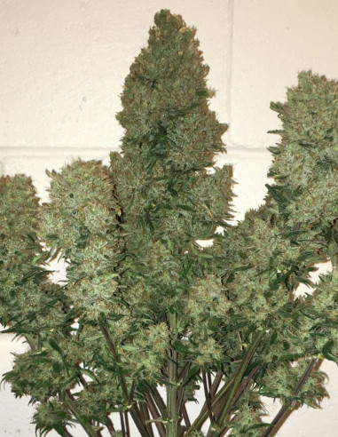 Auto West Coast O.G.Feminizowane (FastBuds)-FastBuds-GnomesGarden