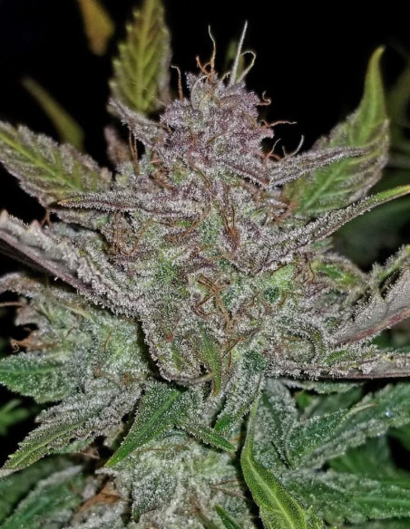 Cream Cookies Auto feminisiert (Fastbuds)-FastBuds-GnomesGarden