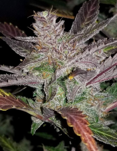 Cream Cookies Auto feminisiert (Fastbuds)-FastBuds-GnomesGarden