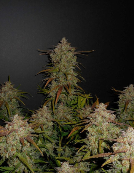 Lemon AK Auto Feminisiert (Fastbuds)-FastBuds-GnomesGarden