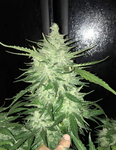 CBD Crack Feminized (Fastbuds)-FastBuds-GnomesGarden