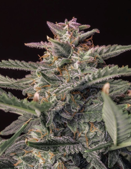 Original Auto White Widow Feminisierte (FastBuds)-FastBuds-GnomesGarden