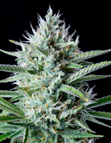 Original Auto White Widow Feminizada (FastBuds)-FastBuds-GnomesGarden
