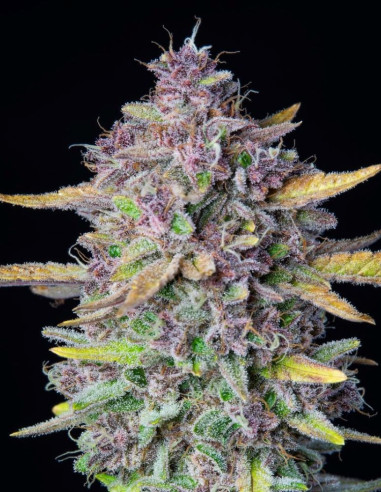 Purple Punch Auto Feminised (FastBuds)-FastBuds-GnomesGarden