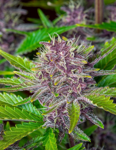 Purple Punch Auto Feminizada (FastBuds)-FastBuds-GnomesGarden
