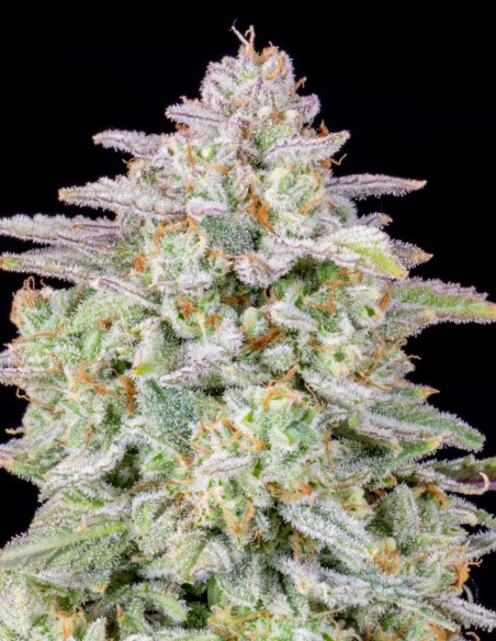Forbidden Runtz Auto Feminized (FastBuds)-FastBuds-GnomesGarden