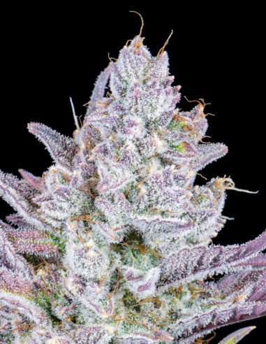 Wedding Glue Auto Feminised (FastBuds)-FastBuds-GnomesGarden