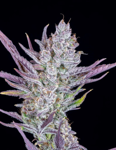 Wedding Glue Auto Feminised (FastBuds)-FastBuds-GnomesGarden