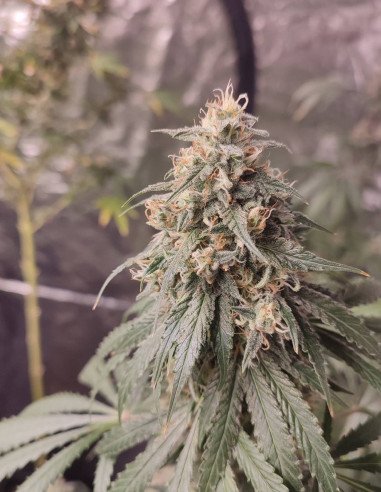 I95 F2 Regular (Gnomes Seeds)