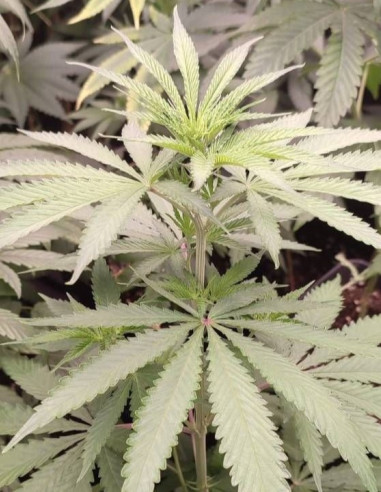 I95 F2 Regular (Gnomes Seeds)-Gnomes Seeds-GnomesGarden