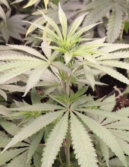 I95 F2 Regular (Gnomes Seeds)-Gnomes Seeds-GnomesGarden