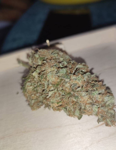 I95 F2 Regular (Gnomes Seeds)-Gnomes Seeds-GnomesGarden