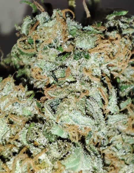 I95 F2 Regular (Gnomes Seeds)-Gnomes Seeds-GnomesGarden