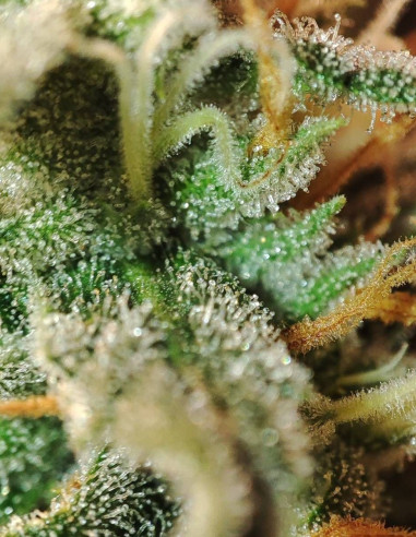 I95 F2 Regular (Gnomes Seeds)-Gnomes Seeds-GnomesGarden