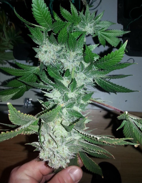 Chemdog 2018 F2 Regular (Gnomes Seeds)-Gnomes Seeds-GnomesGarden