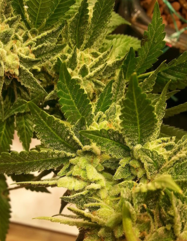 Chemdog 2018 F2 Regularne (Gnomes Seeds)-Gnomes Seeds-GnomesGarden