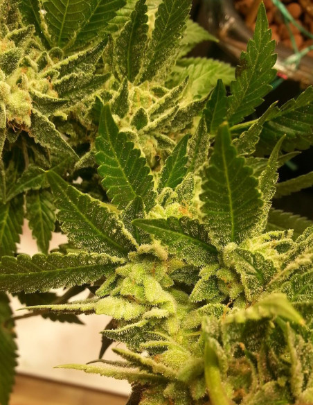 Chemdog 2018 F2 Regular (Gnomes Seeds)-Gnomes Seeds-GnomesGarden