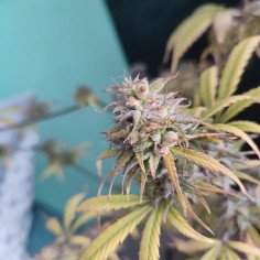 Auto Star Dawg x Amnesia Zkittlez XL Fem (Gnomes Seeds)