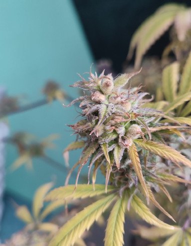 Auto Star Dawg x Amnesia Zkittlez XL Feminisiert (Gnomes Seeds)