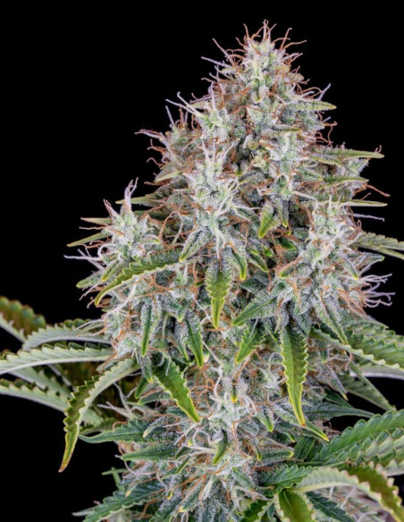 Cinderella Auto Feminized (Fastbuds)-FastBuds-GnomesGarden